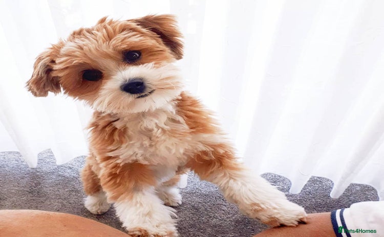 Havanese dogs - Advert 1