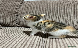 Domestic Shorthair cats for sale: 3 kitten for sale  - Image 6
