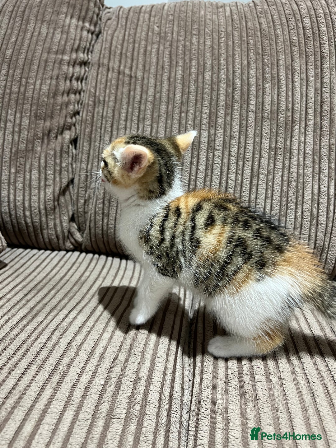 Domestic Shorthair cats for sale: 3 kitten for sale  - Image 6