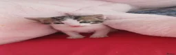 Mixed Breed cats for sale: 2 Kittens For sale £40 each. - Advert 7