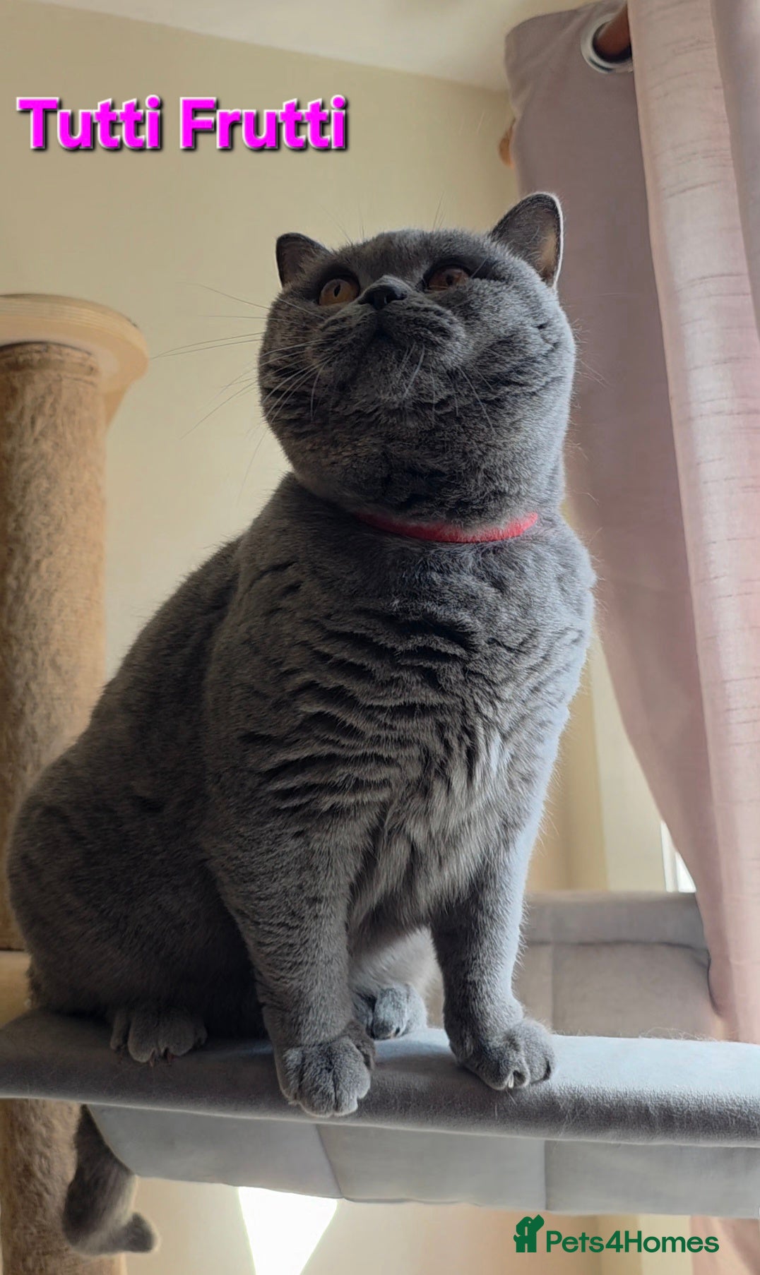 British Shorthair cats Closing of BSH cattery, 50% discount  - Advert 8