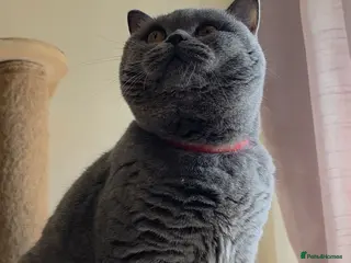 British Shorthair cats Closing of BSH cattery, 50% discount - Advert 17