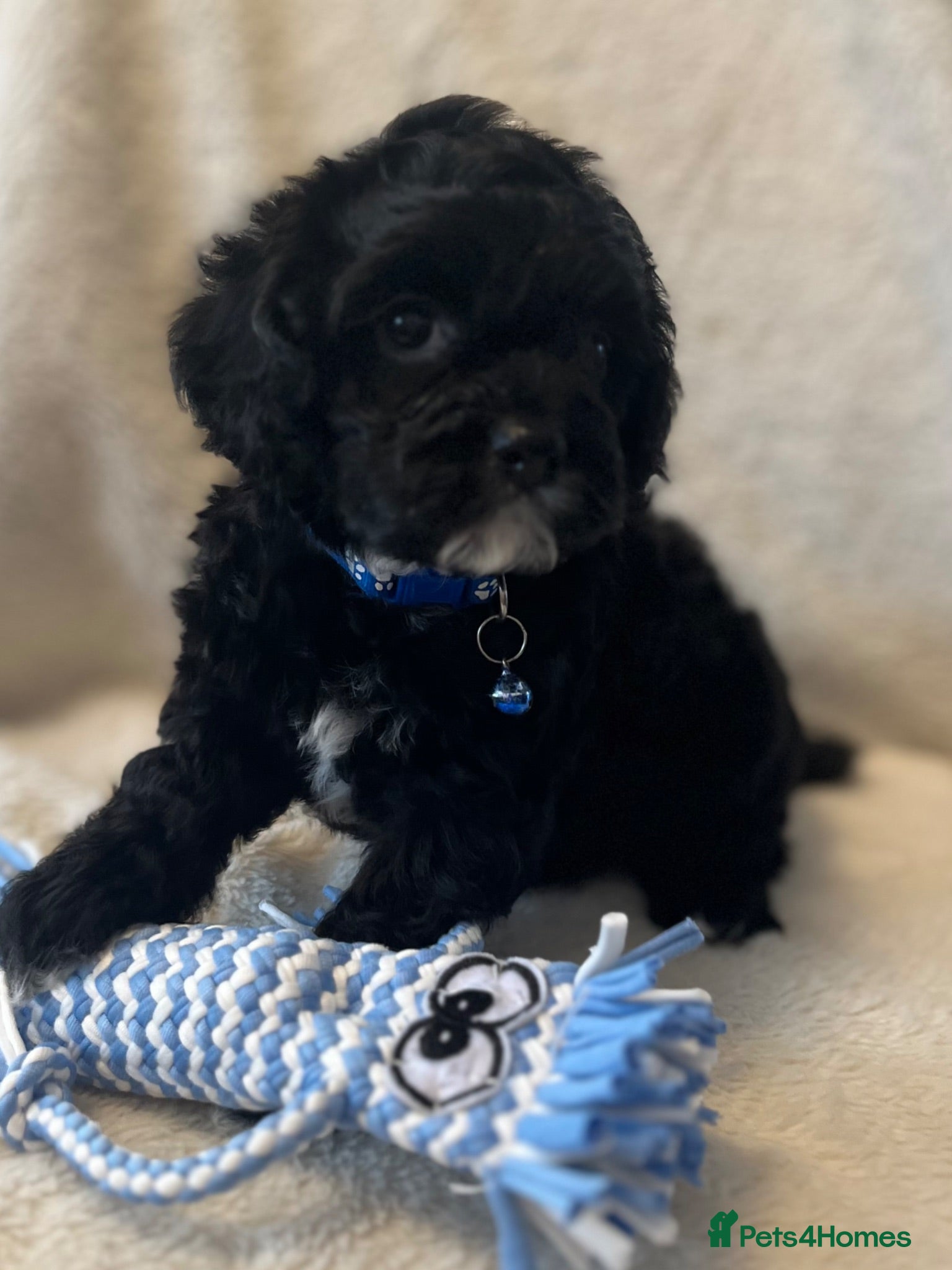 Cockapoo dogs American Cockapoo f1 puppy's  - Advert 4