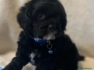 Cockapoo dogs American Cockapoo f1 puppy's - Advert 4