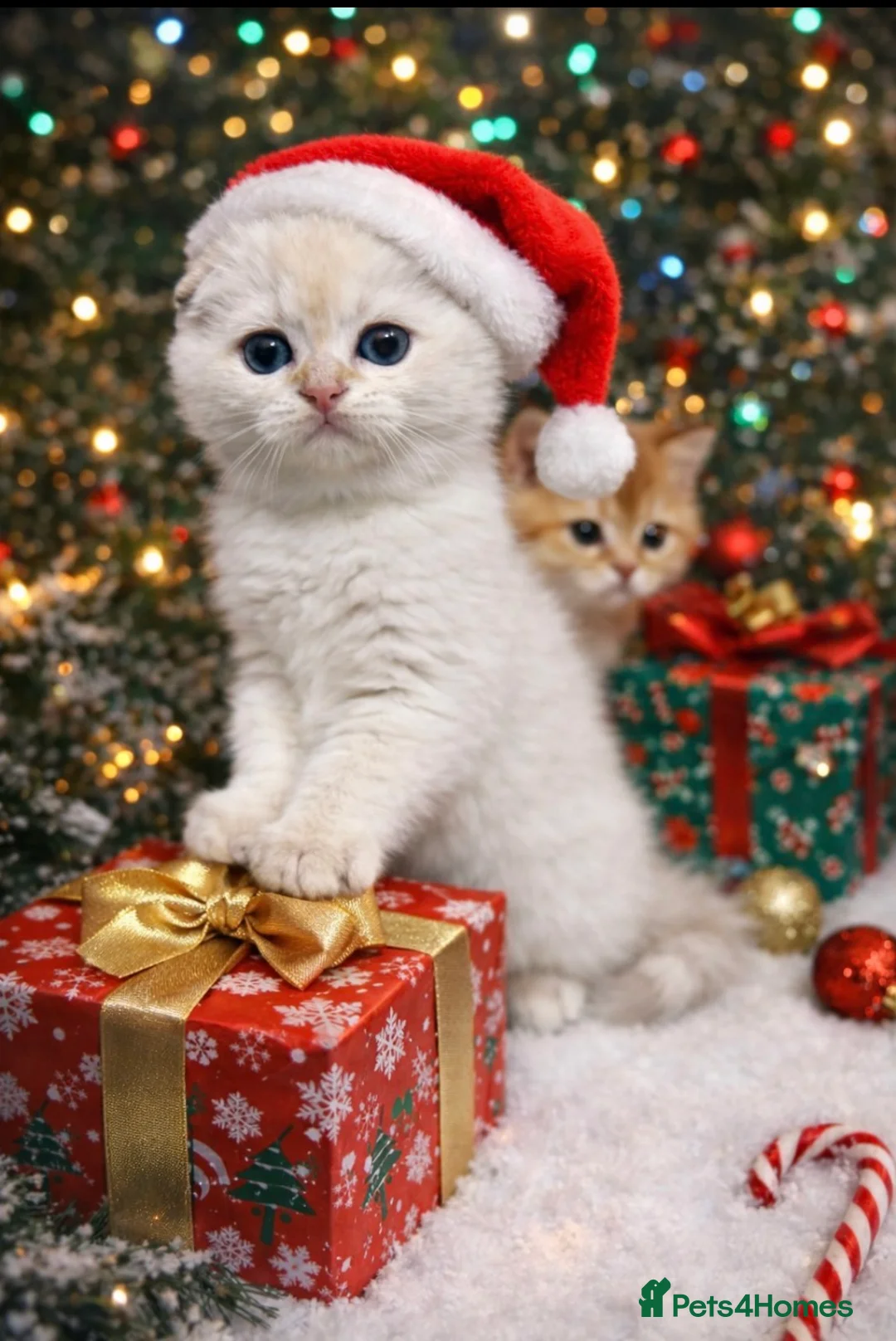 Scottish Fold cats for sale: Beautiful Gold Chinchilla babies  - Advert 2