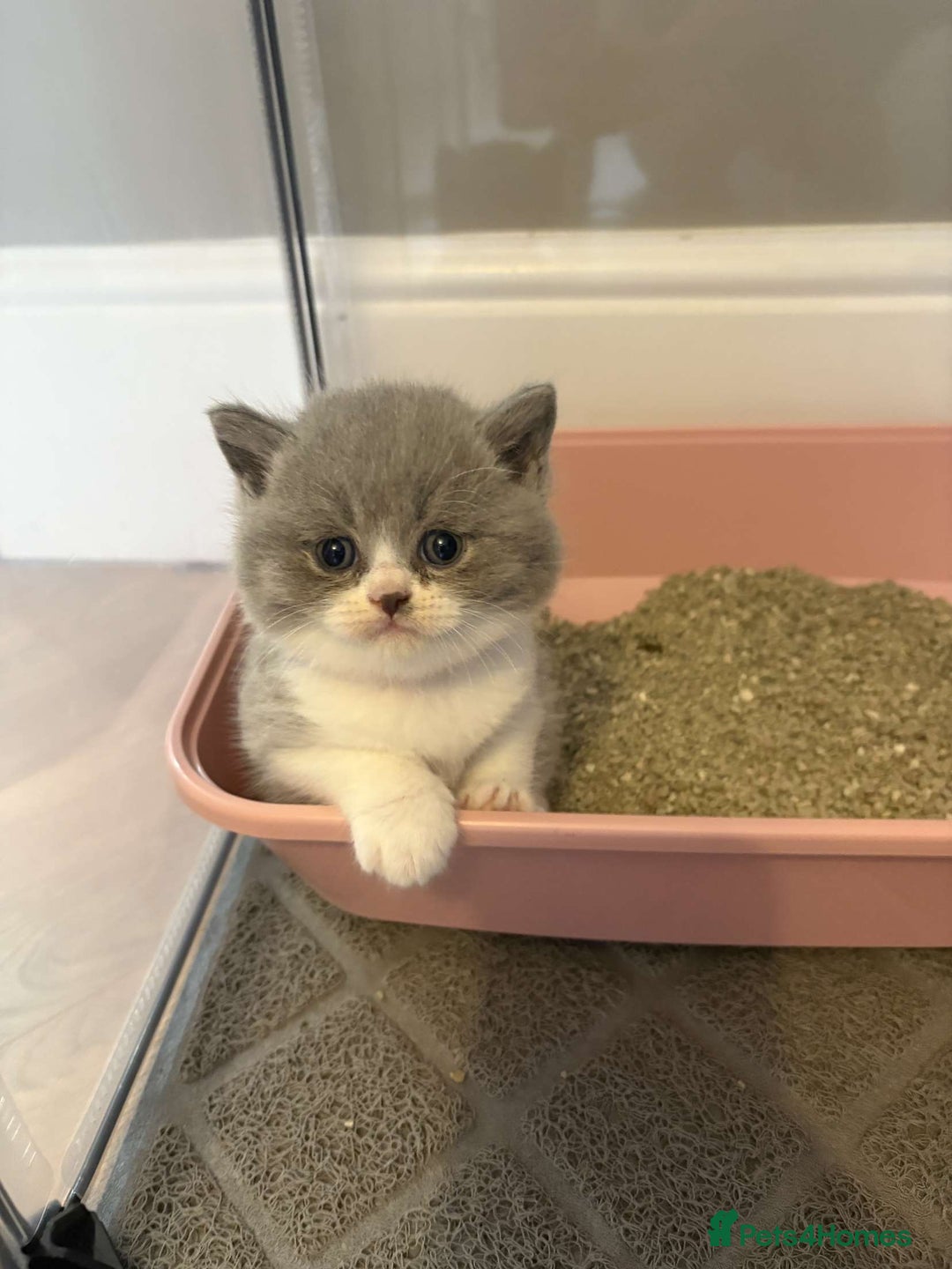 British Shorthair cats for sale: BEAUTIFUL BRITISH SHORTHAIR KITTENS - Image 15