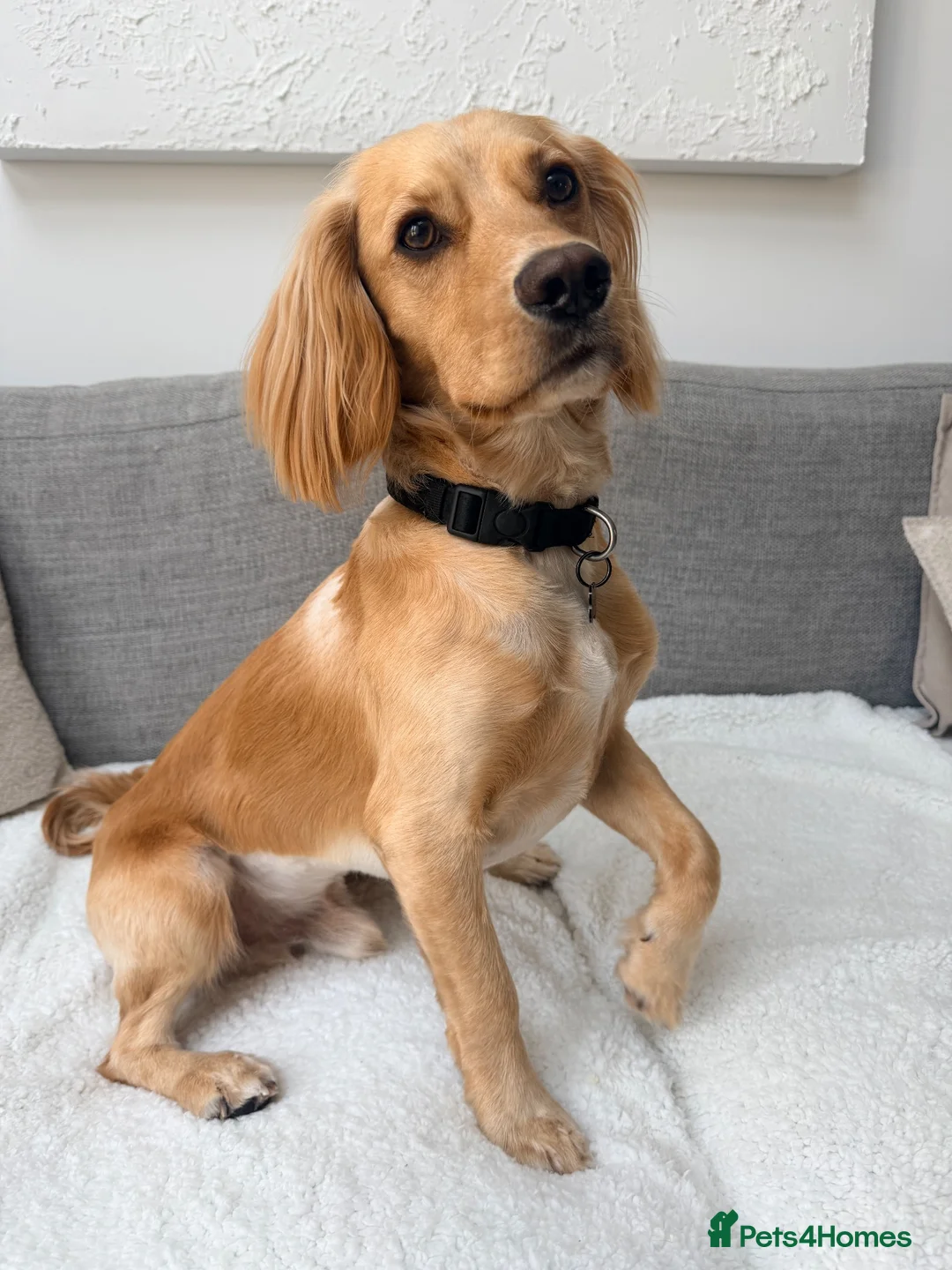 Cocker Spaniel dogs for stud: Golden Cocker Spaniel for Stud - Advert 2