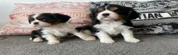 Cavalier King Charles Spaniel dogs for sale: Chocolate carrying Cavalire King Charles spaniels  - Advert 7