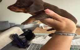 Dachshund dogs for sale: Beautiful litter of dachshund puppy’s  - Image 7