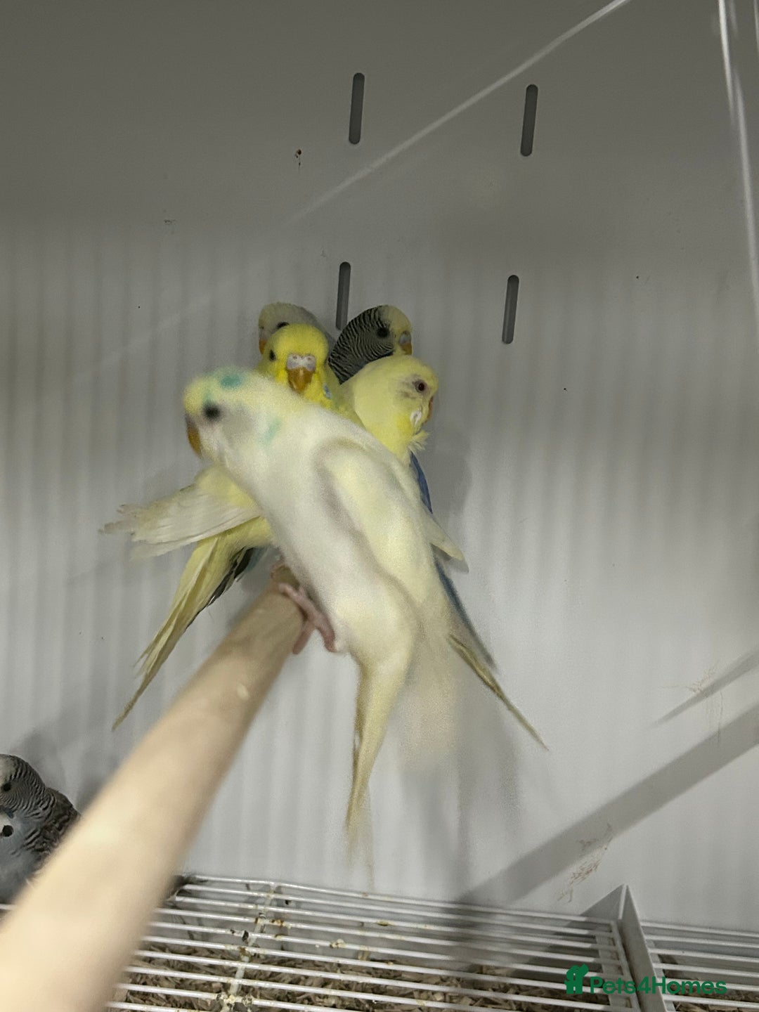 Budgerigars birds for sale: Various Stunning Mixed Baby Budgies  - Advert 1