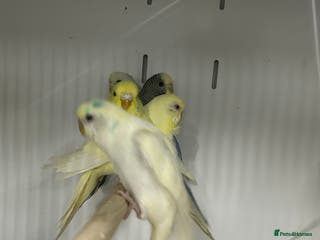 Budgerigars birds Various Stunning Mixed Baby Budgies - Advert 2