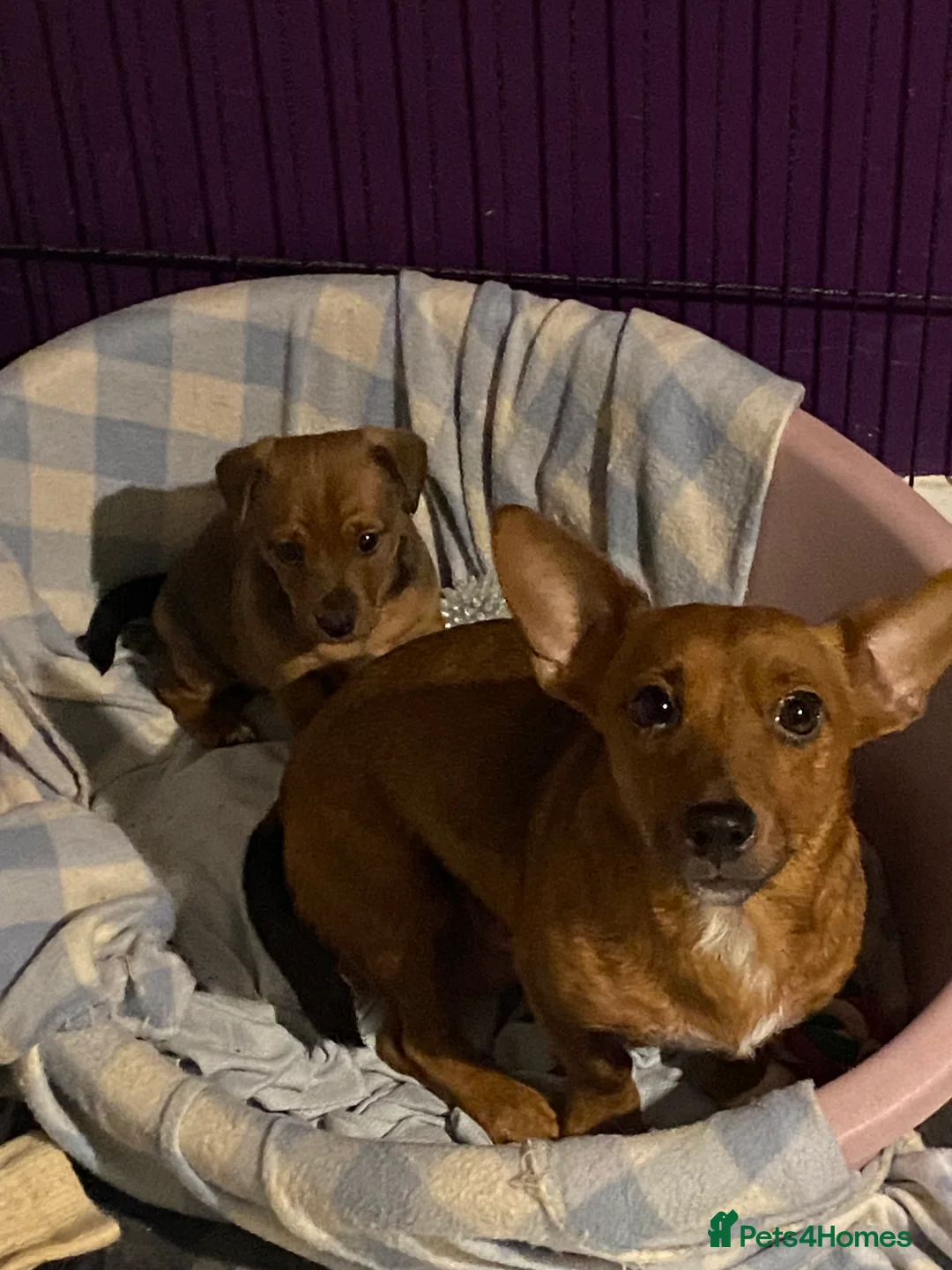 Jack Russell dogs for sale: 2 beautiful short leg smooth coat boys  - Advert 3