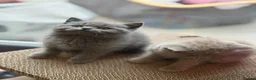 British Shorthair cats for sale: British shorthair kittens ❤️ - Advert 25