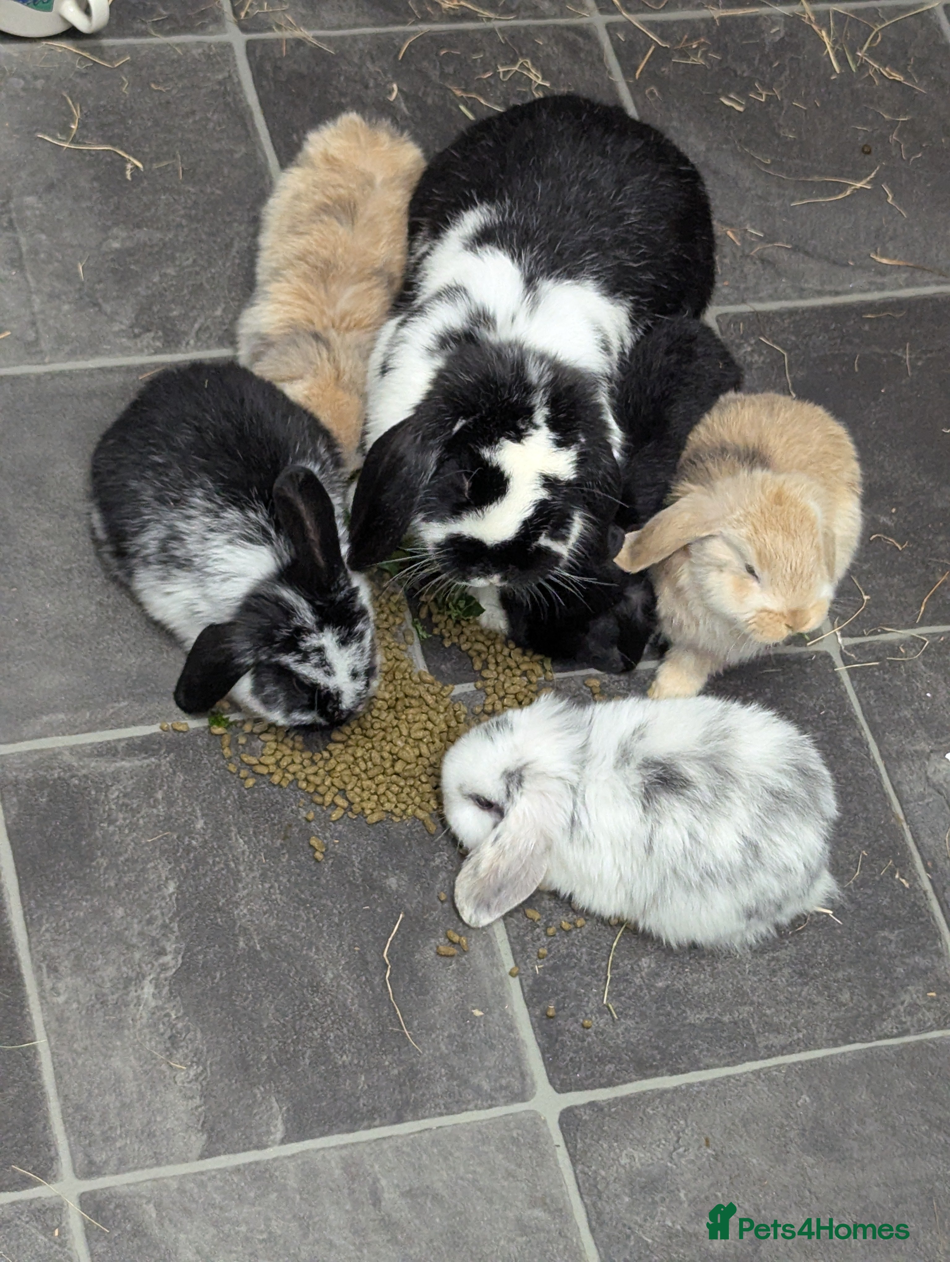 Mini Lop rabbits Mini Lop babies for sale £40 each - Advert 16