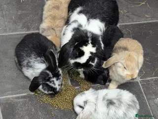 Mini Lop rabbits Mini Lop babies for sale £40 each - Advert 16