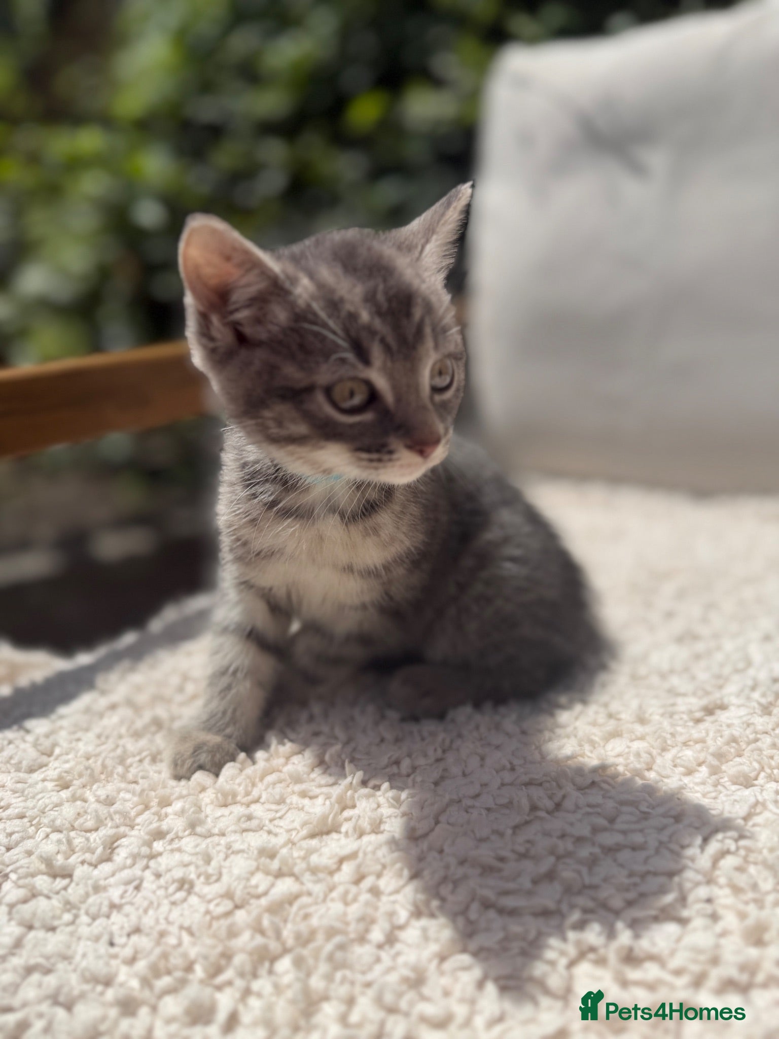 Turkish Angora cats 😻 Adorable Turkish Angora X Kittens - Advert 1
