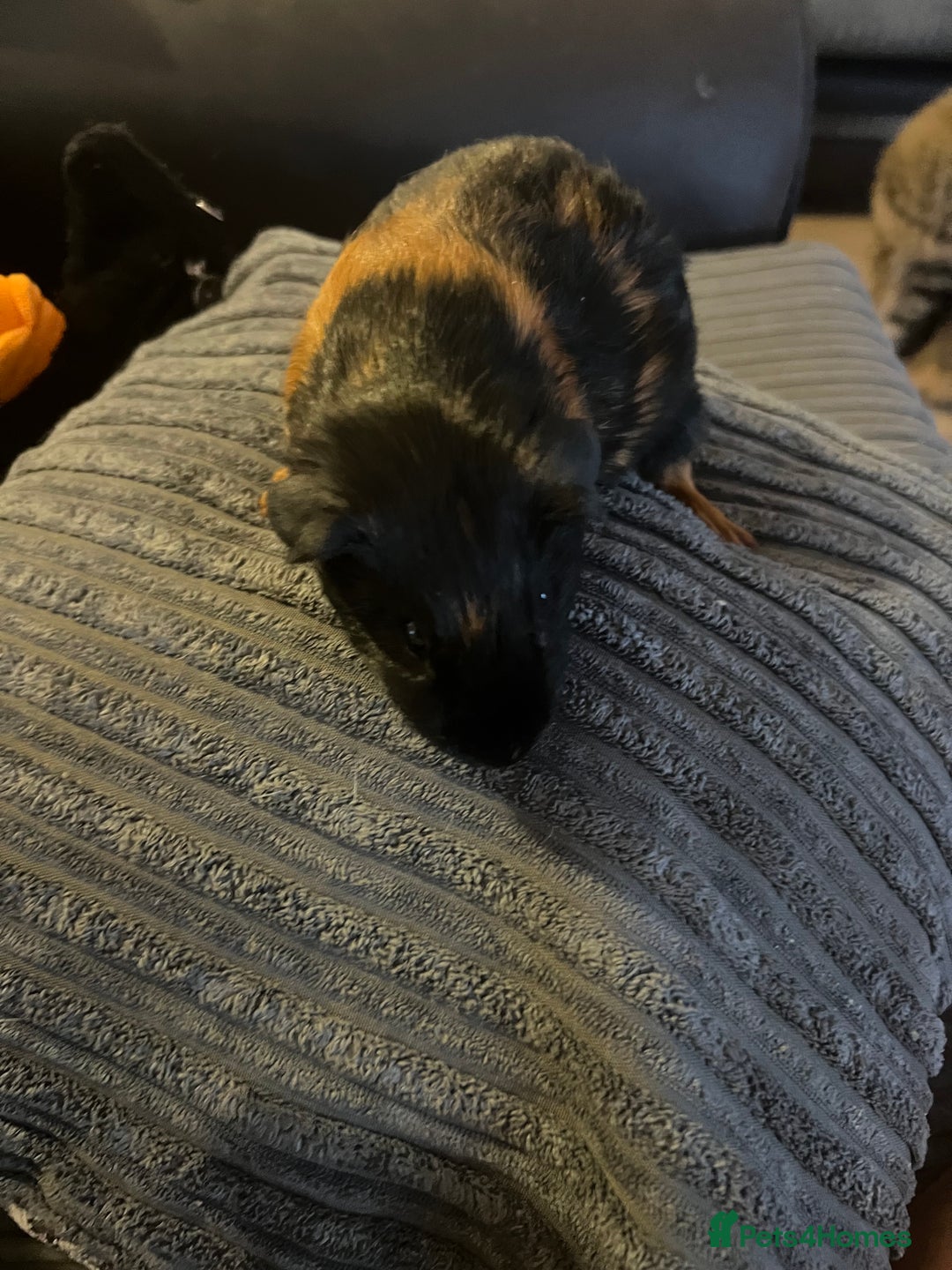 Guinea Pig rodents for sale: beautiful boy and girl  - Image 7