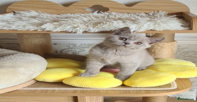 British Shorthair cats - Advert 8