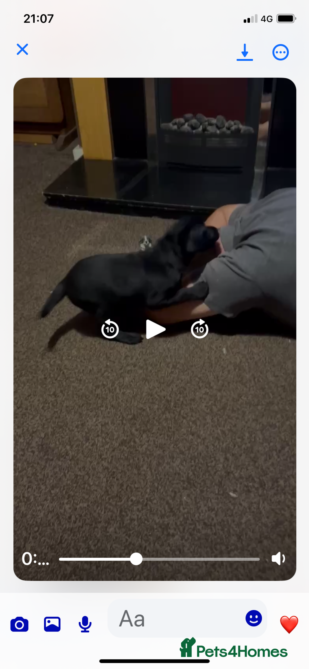 Labrador Retriever dogs for sale: Black Labrador bitch puppy  - Image 9
