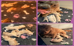 Maltipoo dogs for sale: F1 tiny Maltipoo’s  - Image 11