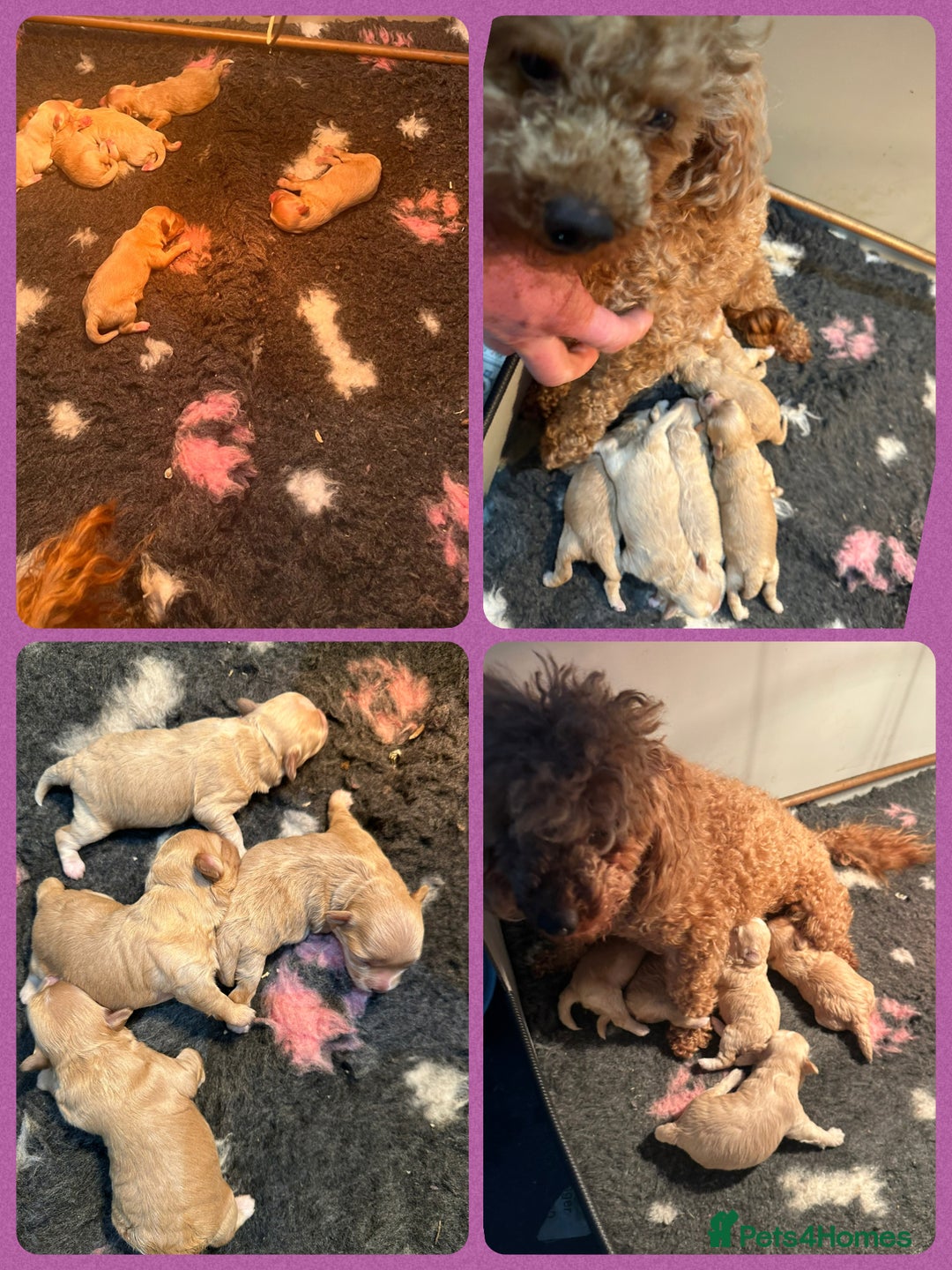 Maltipoo dogs for sale: F1 tiny Maltipoo’s  - Image 11