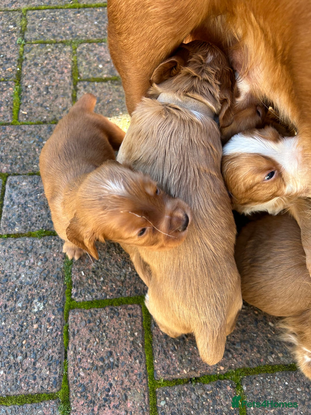 Cocker Spaniel dogs for sale: Working Cocker Spaniel pups - Image 3