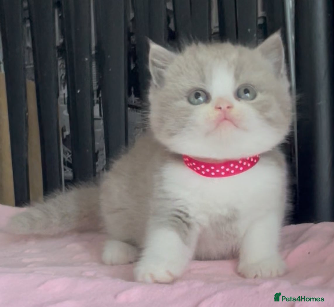 British Shorthair cats for sale: Beautiful BSH Champion line Kittens  - Advert 29