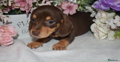 Miniature Dachshund dogs - Advert 10
