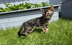 Bengal cats for sale: Bengal Kittens For Sale (Ready To Go - 1 left) - Image 5