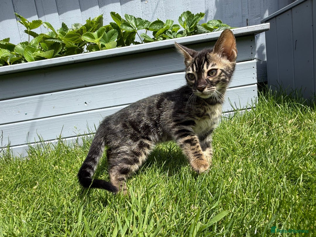 Bengal cats for sale: Bengal Kittens For Sale (Ready To Go - 1 left) - Image 5