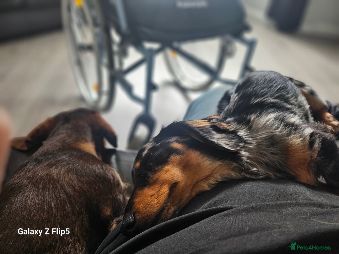 Dachshund dogs for sale: TWO DAUSHUNDS - Image 6