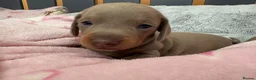 Miniature Dachshund dogs for sale: 🌟  Miniature Dachshund Pups!! KC & PRA clear🌟 in Saint Helens - Advert 35