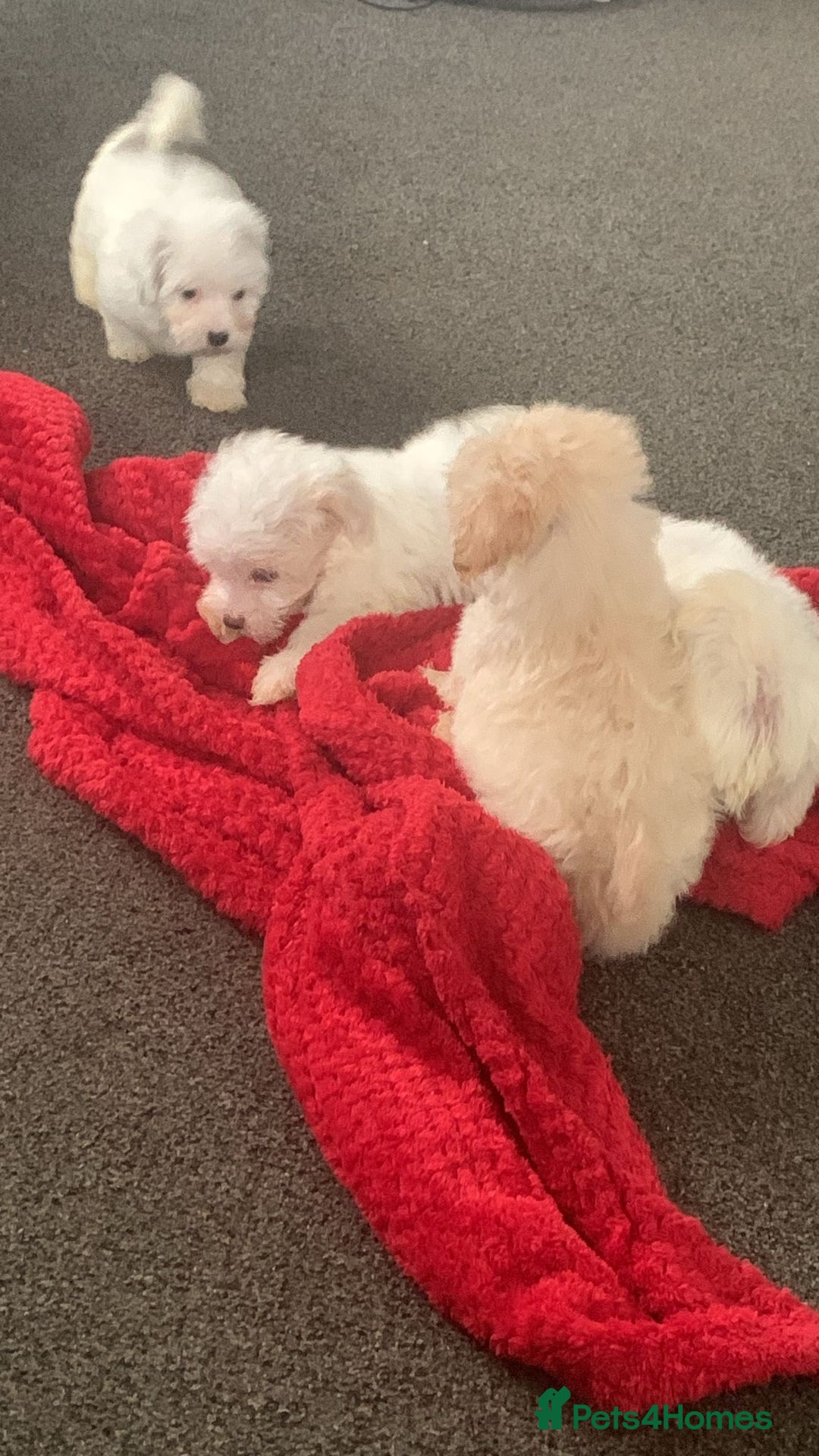 Maltipoo dogs for sale: 4 beautiful maltipoos  - Image 8