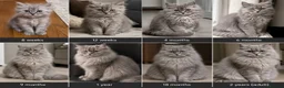 Mixed Breed cats for sale: Mixed breed: domestic long hair / Persian  - Advert 3