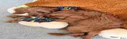 Cavapoo dogs for sale: ✨ TINY Fox Red F1 Cavapoos ✨ - Advert 24