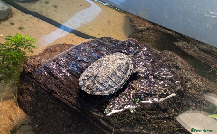 Turtle reptiles - Advert 1