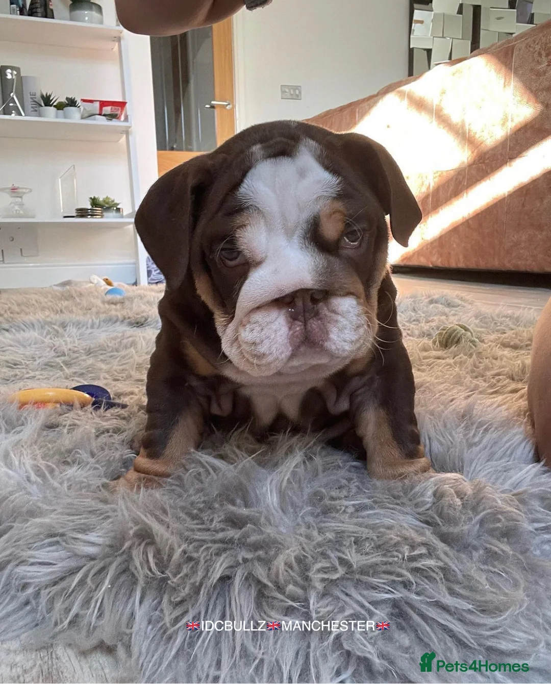 English Bulldog dogs for stud: Uncle Fester in Manchester - Advert 36