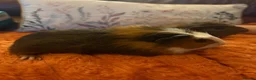Guinea Pig rodents for sale: Beautiful baby Guinea pigs  - Advert 2