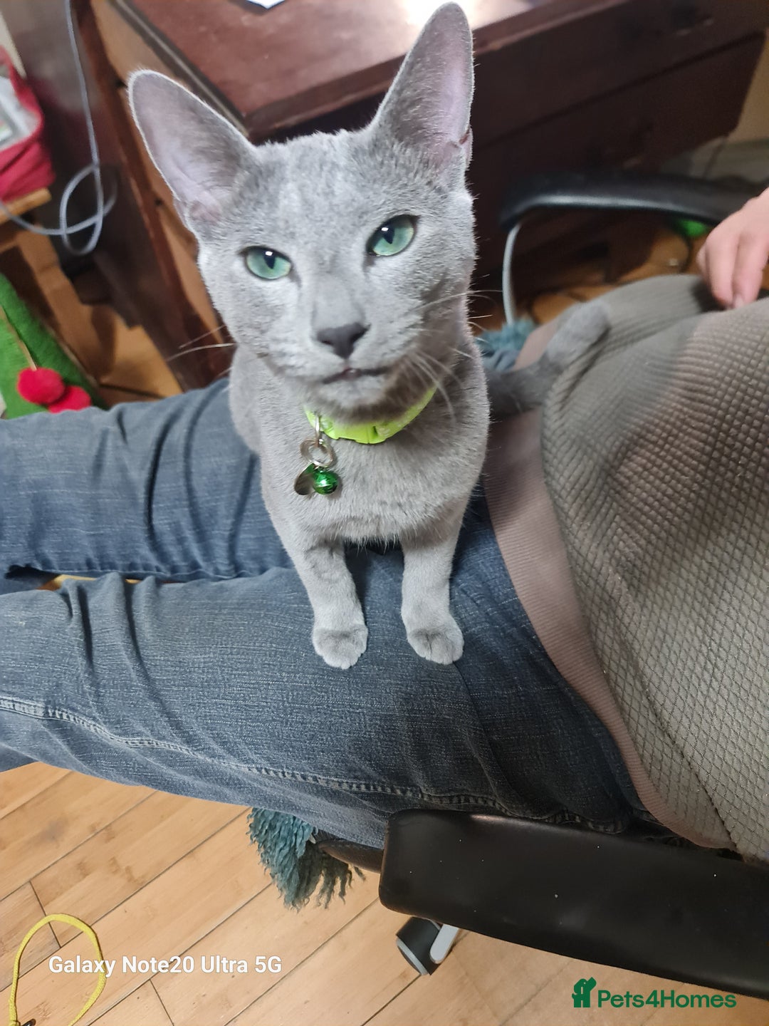 Russian Blue cats for sale: Pure Pedigree Russian blue kittens - Advert 8