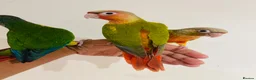 Conures birds for sale: Conure for sale - hand reared babies  in Milton Keynes - Advert 22