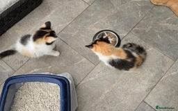 Mixed Breed cats for sale: Beautiful kittens - Image 9