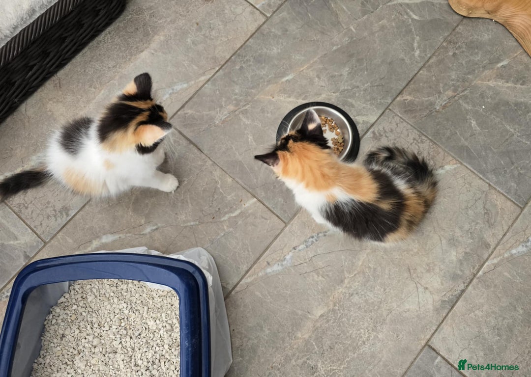 Mixed Breed cats for sale: Beautiful kittens - Image 9