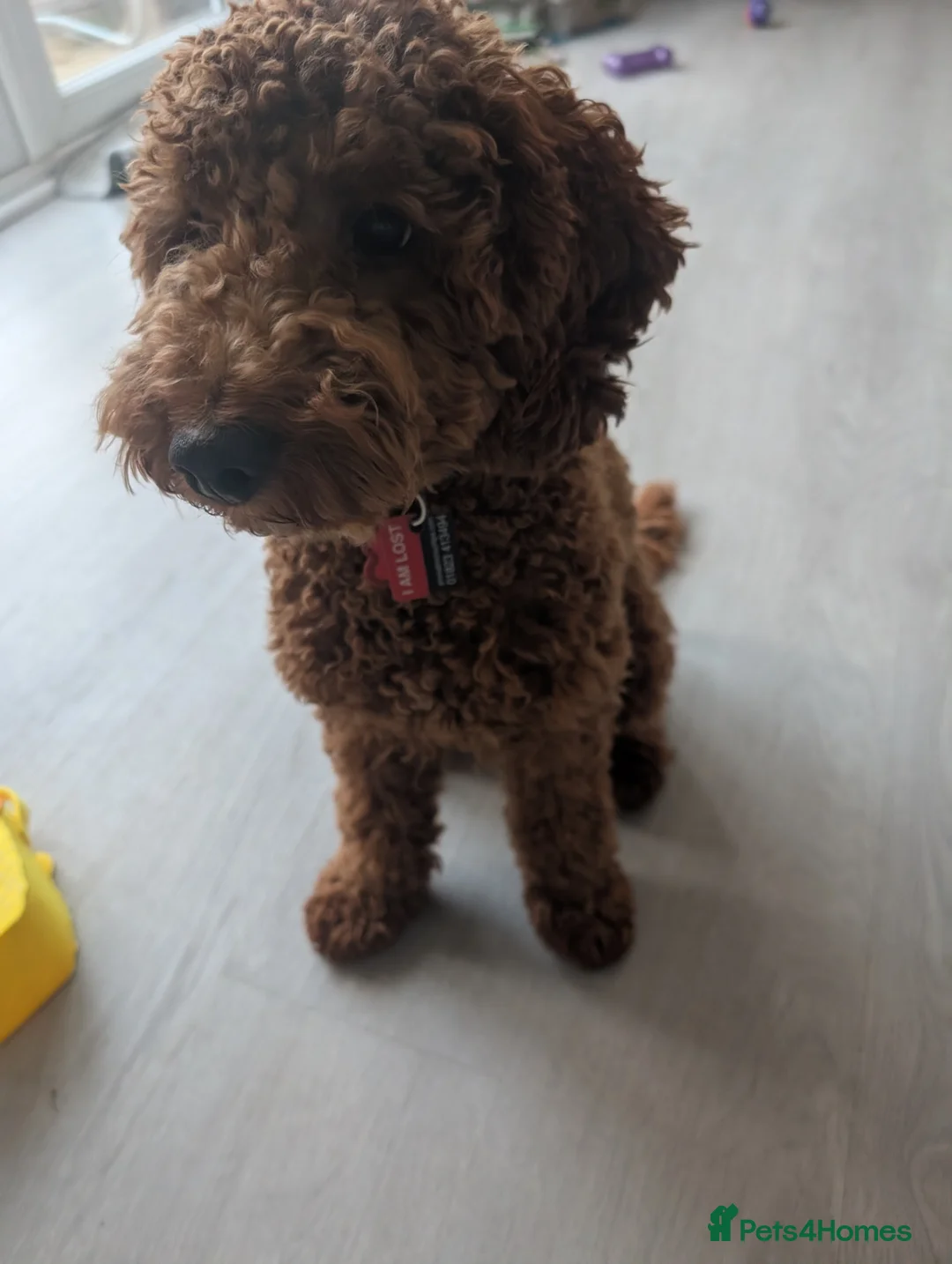 Cockapoo dogs for sale: Max - Cockapoo puppy  - Advert 1