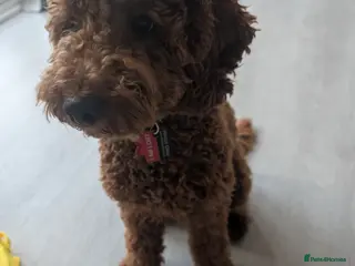 Cockapoo dogs Max - Cockapoo puppy - Advert 1