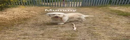 Goldendoodle dogs for sale: 🐾 Goldendoodle Puppies ready for forever homes 🐾 - Advert 28