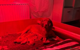 Hungarian Vizsla dogs for sale: Hungarian Vizsla - Image 11