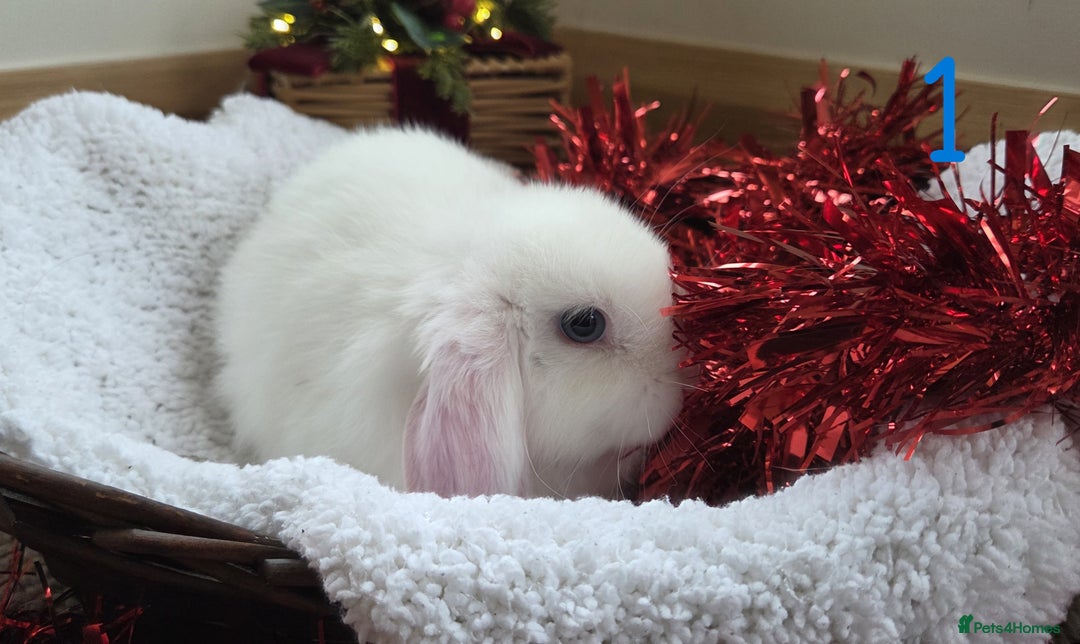 Mini Lop rabbits for sale: Beautiful Baby Purebred Mini Lops - Ready 15th Dec - Advert 1