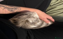 Guinea Pig rodents for sale: Geralt and Nugget  - Image 7