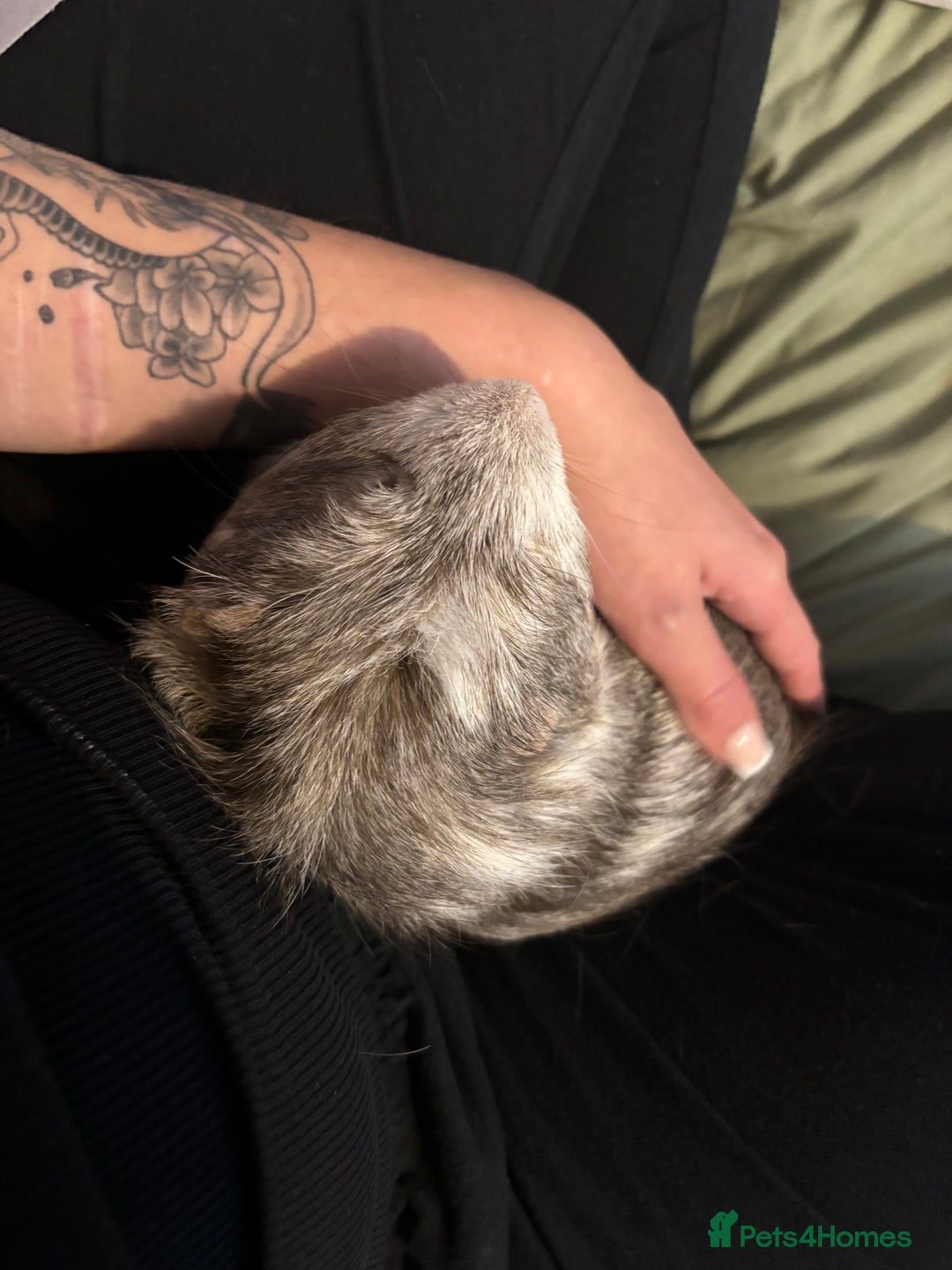Guinea Pig rodents for sale: Geralt and Nugget  - Image 7