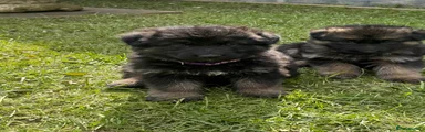 Purple German Shepherd Puppy 3